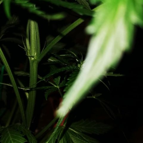Zosks growlog timeline photo