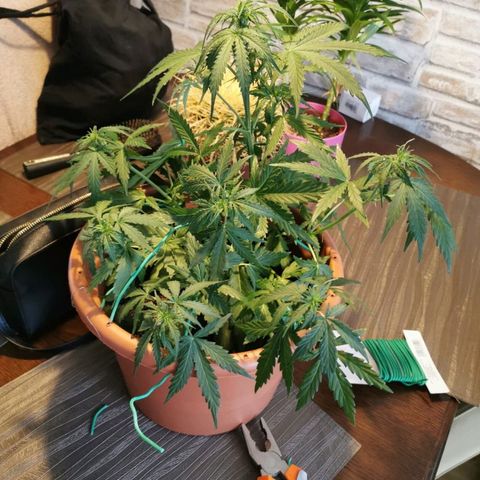 Zosks growlog timeline photo