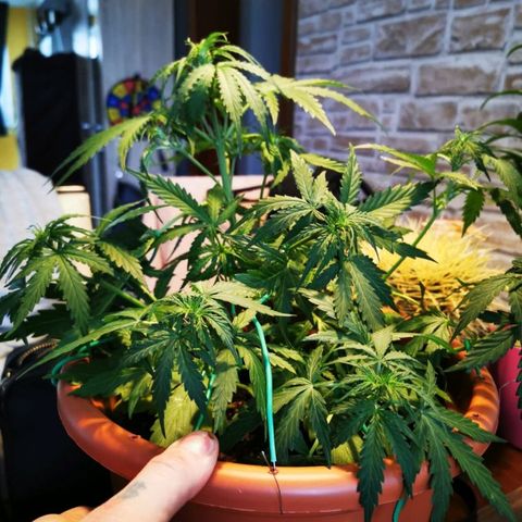 Zosks growlog timeline photo