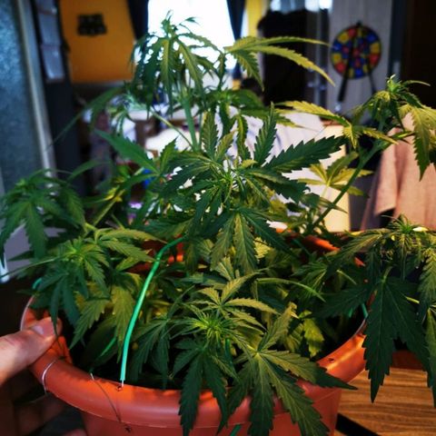 Zosks growlog timeline photo
