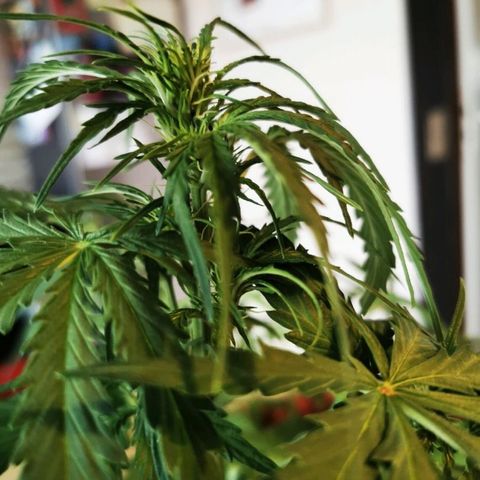 Zosks growlog timeline photo