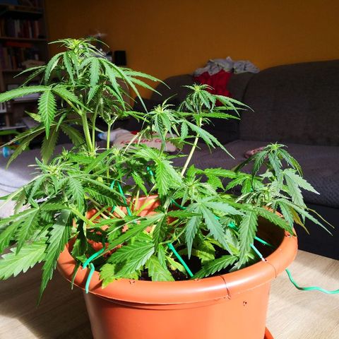Zosks growlog photo: Podlana 1 l 2+2