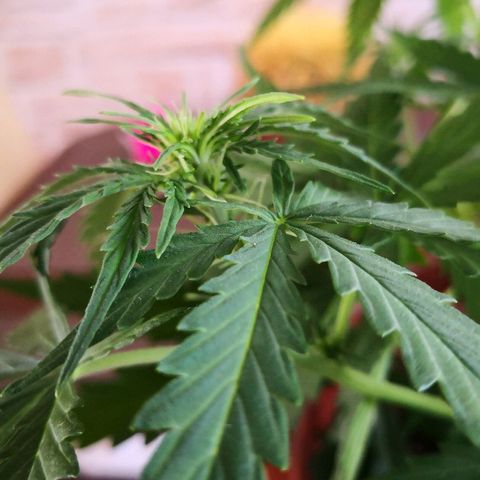 Zosks growlog photo: Podlana 1 l 2+2