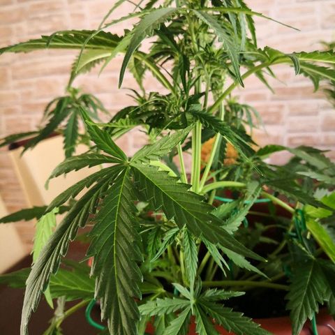 Zosks growlog photo: Podlana 1 l 2+2