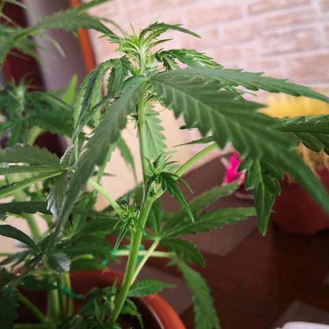 Zosks growlog photo: Podlana 1 l 2+2