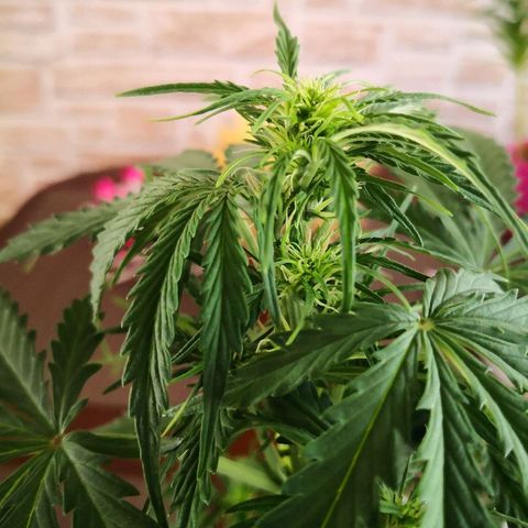 Zosks growlog photo: Podlana 1 l 2+2