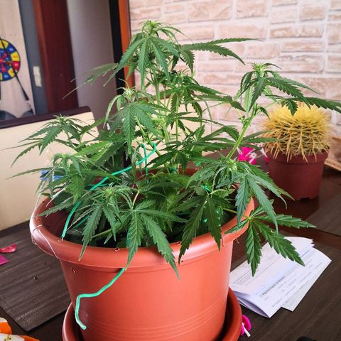 Zosks growlog photo: Podlana 1 l 2+2