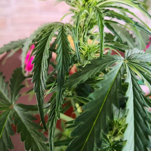 Zosks growlog photo: Podlana 1 l 2+2
