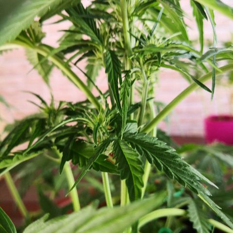 Zosks growlog photo: Podlana 1 l 2+2