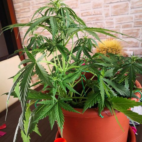 Zosks growlog photo: Podlana 1 l 2+2