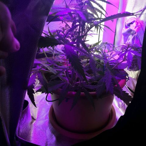 Zosks growlog timeline photo