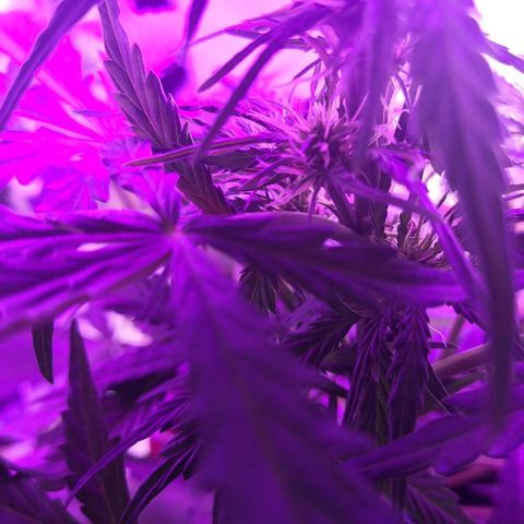 Zosks growlog timeline photo