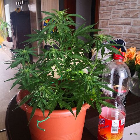 Zosks growlog timeline photo