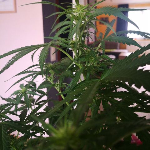 Zosks growlog timeline photo