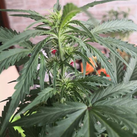 Zosks growlog timeline photo