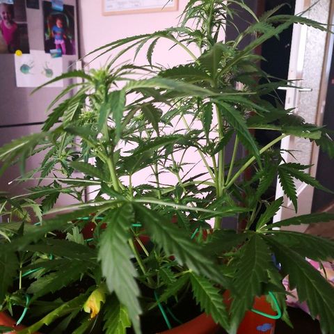 Zosks growlog timeline photo