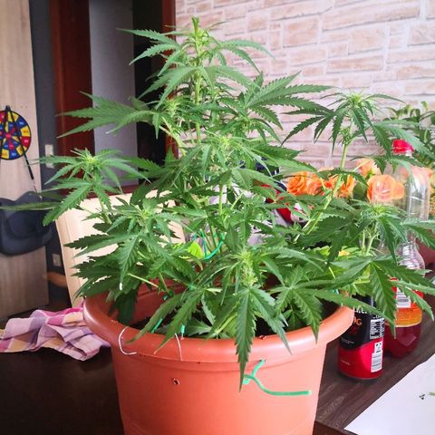 Zosks growlog timeline photo
