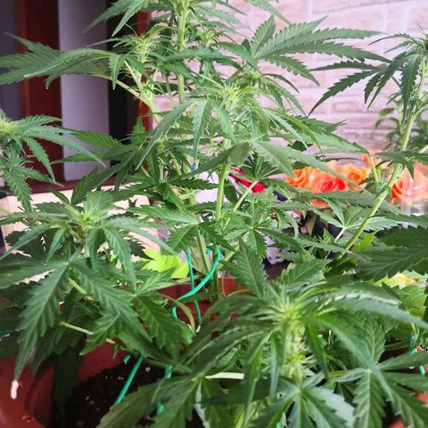 Zosks growlog timeline photo