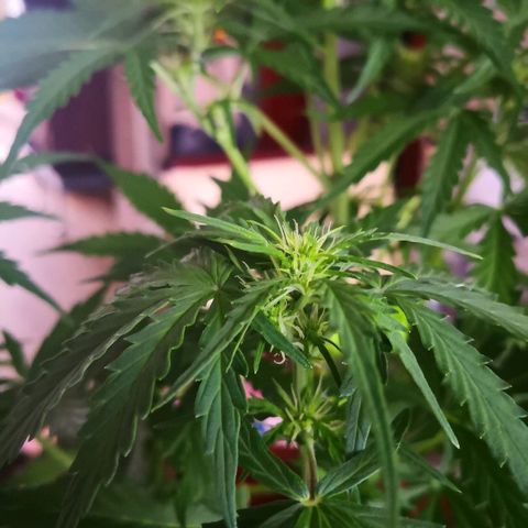 Zosks growlog timeline photo