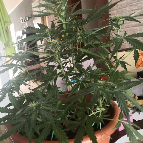 Zosks growlog timeline photo