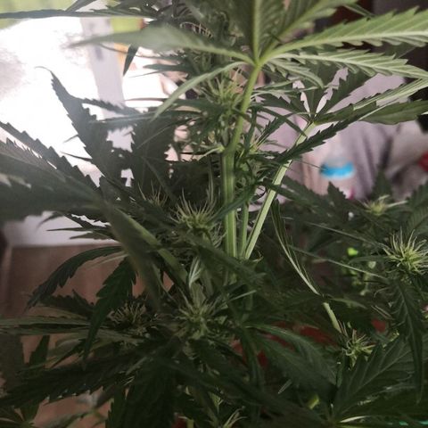 Zosks growlog timeline photo