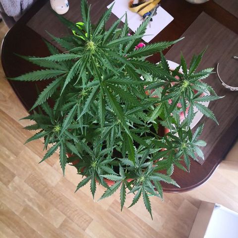 Zosks growlog timeline photo