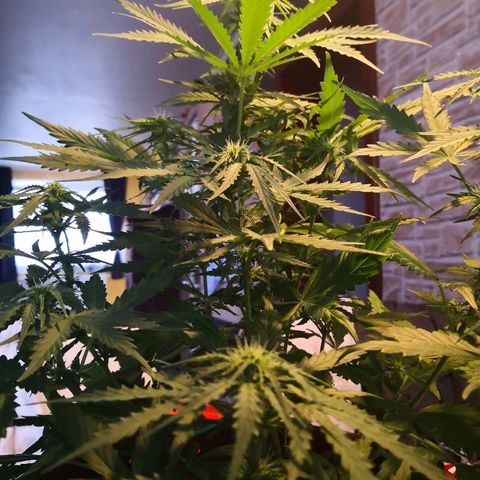 Zosks growlog timeline photo