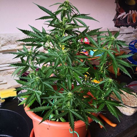 Zosks growlog timeline photo
