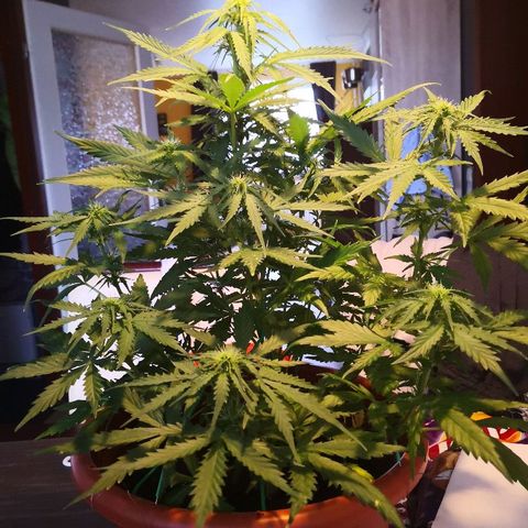 Zosks growlog timeline photo