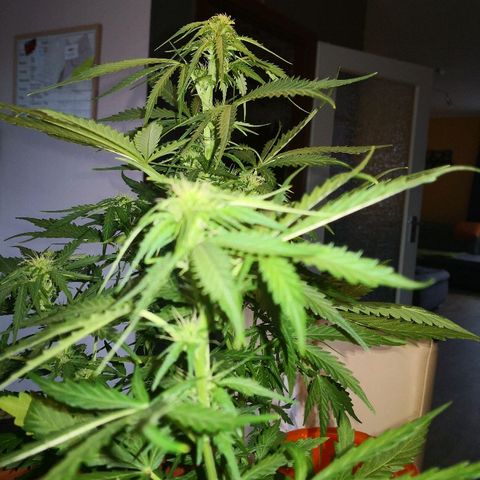 Zosks growlog timeline photo