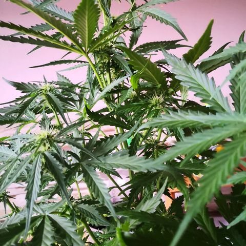 Zosks growlog timeline photo