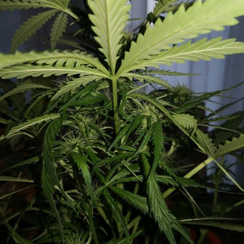 Zosks growlog timeline photo