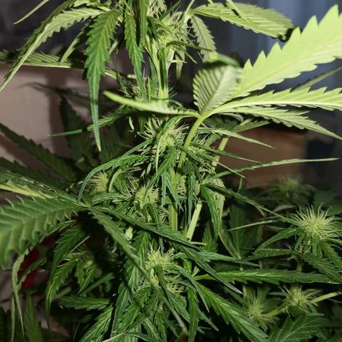 Zosks growlog timeline photo