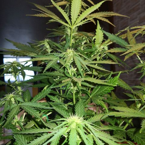 Zosks growlog timeline photo