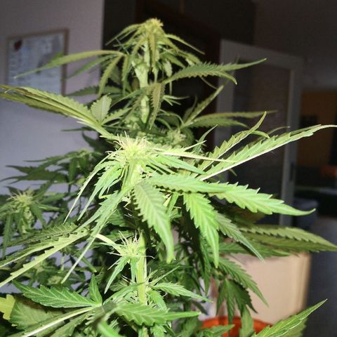 Zosks growlog timeline photo