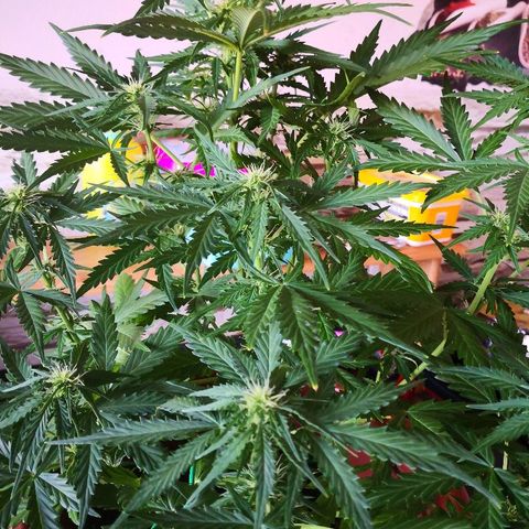 Zosks growlog timeline photo