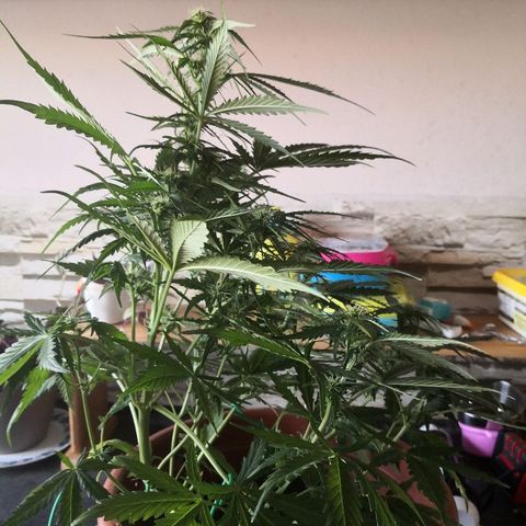 Zosks growlog timeline photo