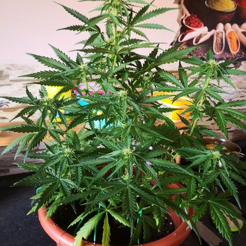 Zosks growlog timeline photo