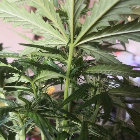Zosks growlog timeline photo