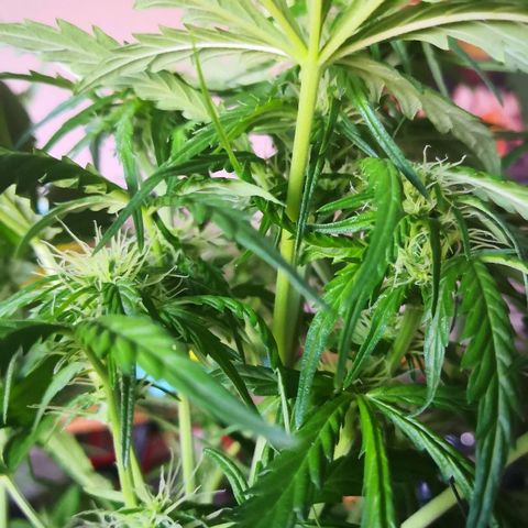 Zosks growlog timeline photo