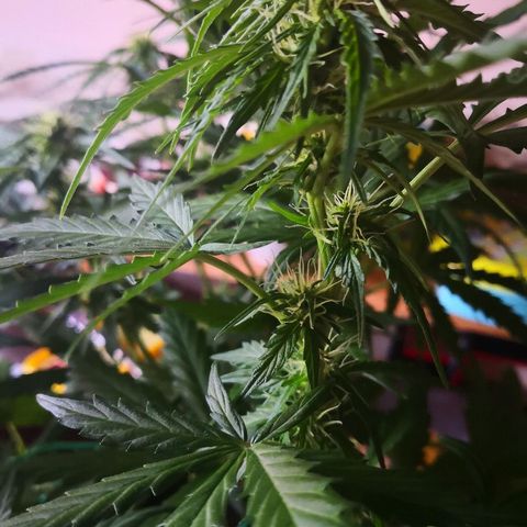 Zosks growlog timeline photo