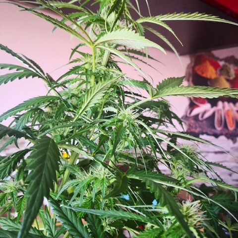 Zosks growlog timeline photo