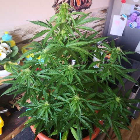 Zosks growlog timeline photo