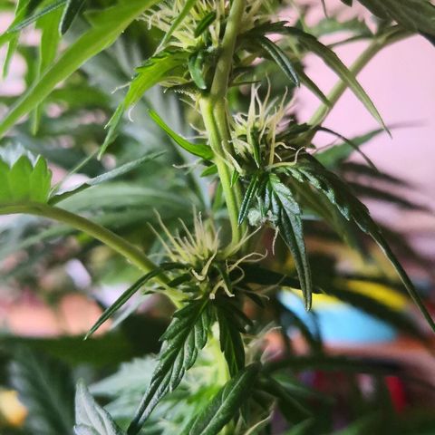 Zosks growlog timeline photo