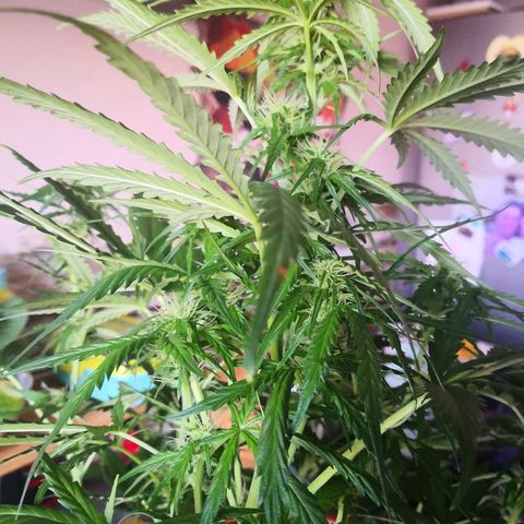 Zosks growlog timeline photo