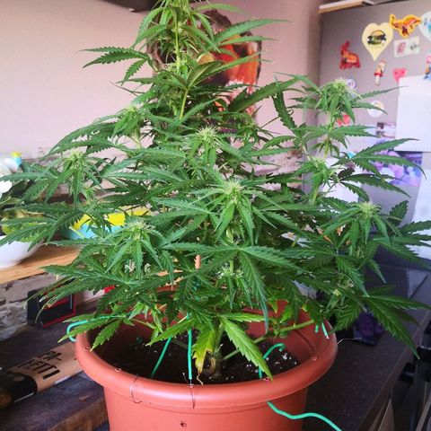 Zosks growlog timeline photo