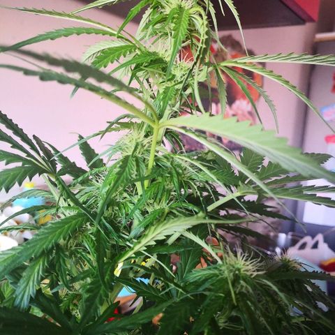 Zosks growlog timeline photo