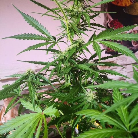 Zosks growlog timeline photo