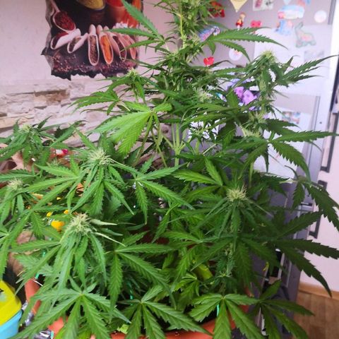 Zosks growlog timeline photo