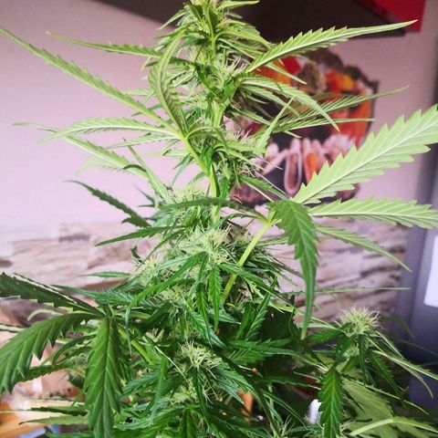 Zosks growlog timeline photo